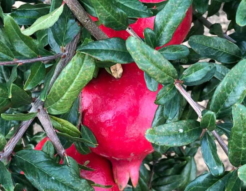gestione del frutteto