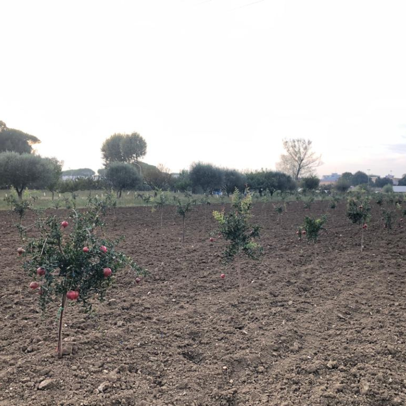 Agricoltura biologica e sostenibile